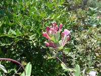 Jelängerjelieber rankt auch in Italien