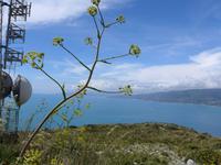 Citentoküste nach Norden