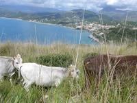 Kühe am Kap von Palinuro