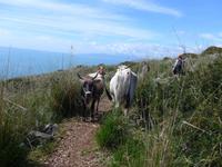 Kühe auf unserem Weg