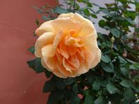 Rose im Garten des Hotels La Vela