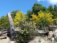 Gingster und Baumheide