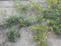 Inselrundfahrt Lipari (Kapernpflanzen)