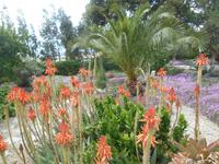 Flora auf dem Weingut 