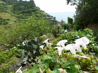 Feigenkaktus und Calla vor Vernazza