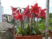 Amaryllis belladonna in Corniglia