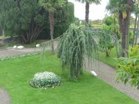 ... und nicht nur ein weißer Pfau hat hier sein Zuhause, hier sind gleich vier zu sehen...