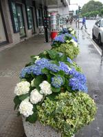 Welche Hortensienpracht !