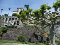 Platanen und Palmen in Ascona.