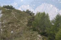 Gemse in Sicht (rechts)