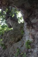 diese Platane könnte Geschichten erzählen