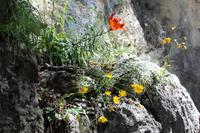 Feuerlilie und Arnika