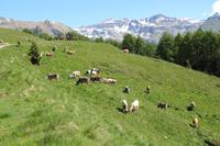 Almauftrieb auf den Bergen von Pejo