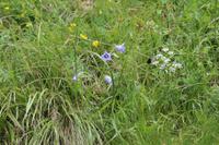 Auf den Bergen von Pejo