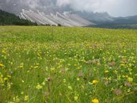 Auf dem Abstieg zur Zanser Alm über und über blühende Almenwiesen