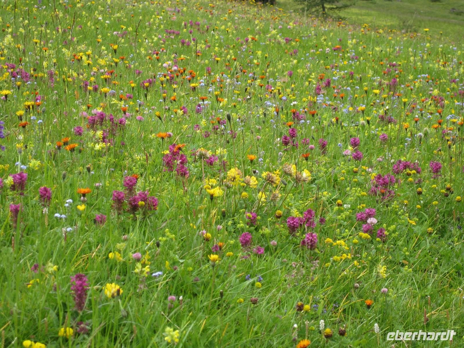 Auf dem Abstieg zur Zanser Alm - blühende Almwiese