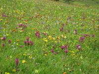 Auf dem Abstieg zur Zanser Alm - blühende Almwiese
