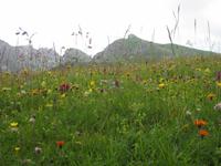 blühende Almenwiese