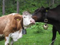 Wanderung auf dem Dolomieu-Weg - Alpenkühe