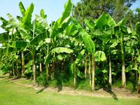 17.07.2014 Park Sigurta