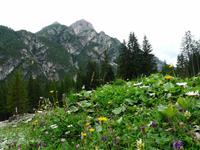 Wanderung Brückele - Rossalm - Plätzwiese - Pragser Wildsee