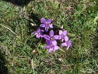 Die Flora auf dem Monte Baldo ist endemisch, d.h. wächst ausschließlich hier.