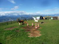 Wer hätte Lamas auf dem Monte Baldo vermutet ?!