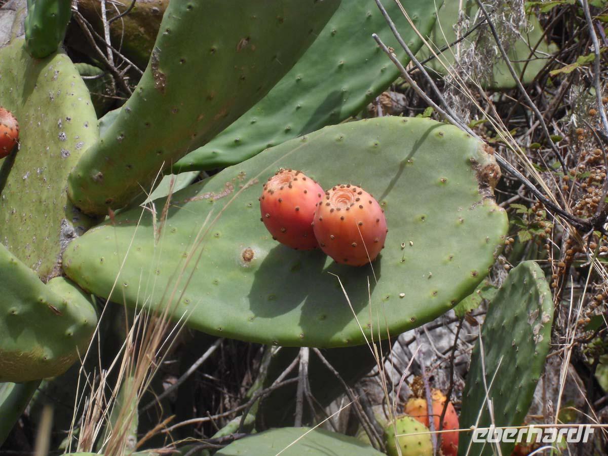 Kaktusfeigen auf Lipari
