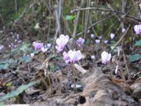 Wilde Alpenveilchen am Wegesrand