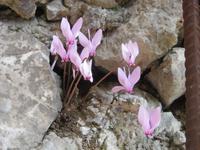 Alpenveilchen am Wegesrand