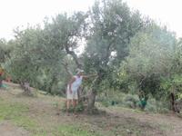 Ursula erklärt Oliven und -ernte