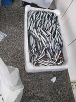 Sardellen, am liebsten als Alici frittate