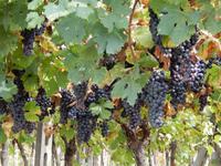 eingefangener Sonnenschein