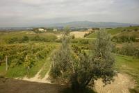 09.10.2014 Blick vom Weingut bei Empoli