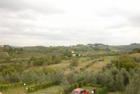 09.10.2014 Weingut bei Empoil, Olivengarten