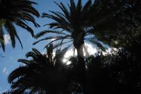 Vatikanische Gärten