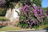 Vatikanische Gärten