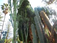 Kakteen Stadtpark Taormina