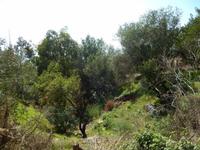 Wegausschnitt Abstieg Castelmola