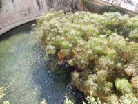 Syrakus - Fonte Aretusa