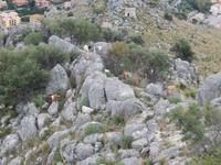 Rundwanderung Rocca di Cefalu - Ziegenherde