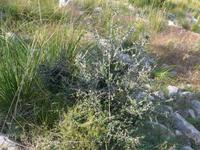 Cilento, wilder Ölbaum