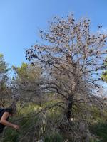 Cilento, dürre Kiefer mit Zapfen