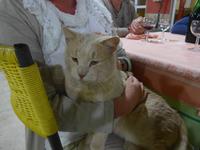 Cilento, Pioppi, Gast 