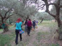 Cilento, Olivenernte