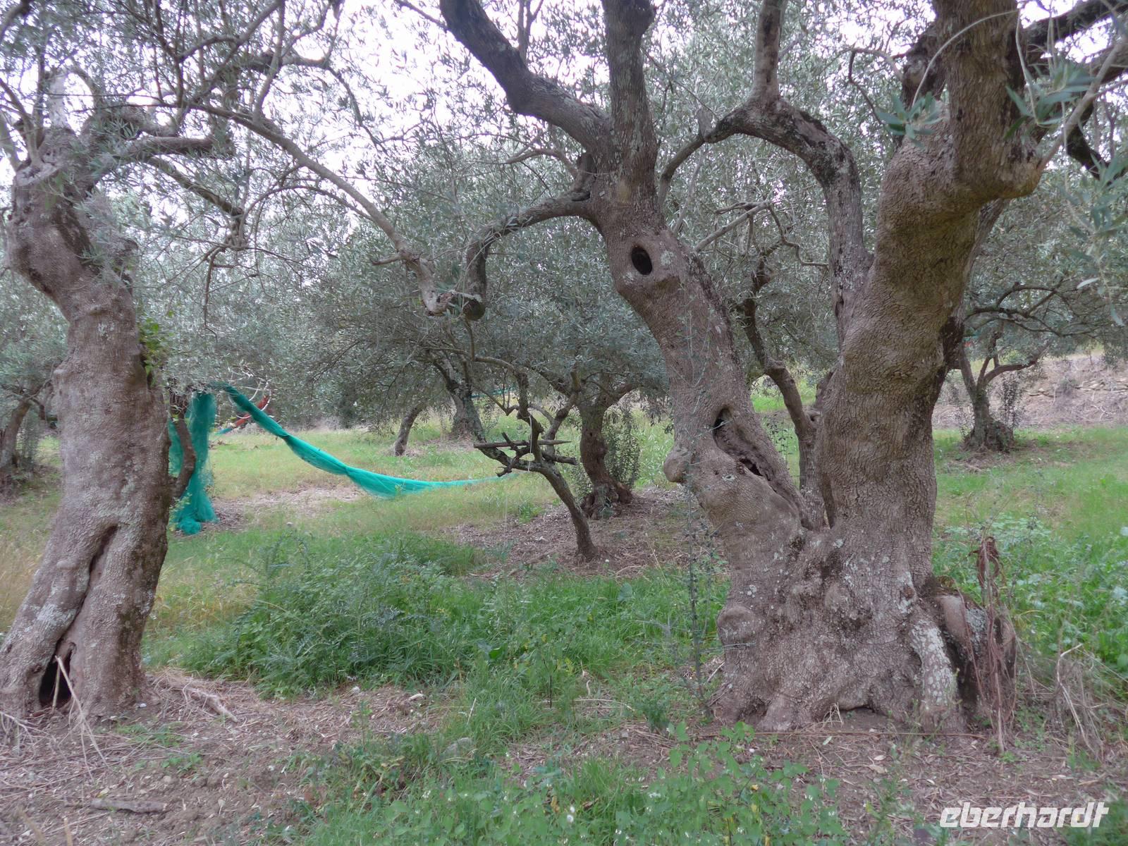 Cilento, Olivenhain der Fam. Consalvo