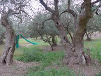 Cilento, Olivenhain der Fam. Consalvo