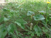 Cilento, Olivenhain der Fam. Consalvo, Aronstab