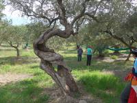 Cilento, Olivenhain der Fam. Consalvo