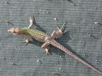 Cilento, Pioppi, am Strand, Eidechse